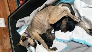 The owner threw a pregnant dog out on the street! The dying mother tried to save her children!