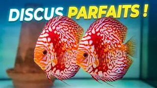 How to raise perfect Discus: Franck's secrets from LB Discus