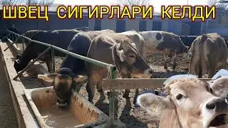 1 ЧИ  КОРИН  ШВЕЦ  ГУНАЖИНЛАР  КЕЛДИ  ТИНИКЛАРИДАН,994882353,977347777