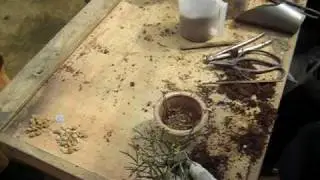 Bonsai 10