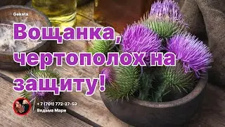 Талисман -Вощанка! Чертополох на защиту!