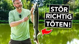 Waidgerecht und richtig 🔪 Stör töten mit Herzstich (Schritt-für-Schritt-Anleitung)