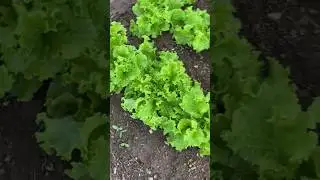Plantação de alface #Horta #alface #Plantação