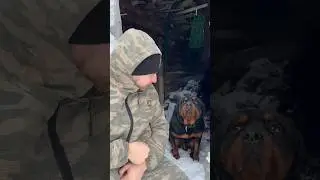 Продаю собаку Ротвейлер 