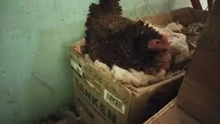 penjelesan tentang penetasan tanpa listrik seperti apa(@ejtchannel)