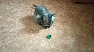 Сфинксы играют в хоккей. # 289