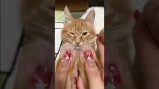 Hiii, prajiturica 