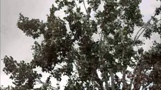 أديب الدايخ  مقطع أسطوري