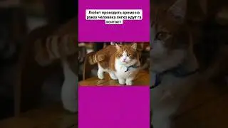 Самые милые породы кошек 