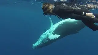 SWIMMING WITH WHALES IN TONGA, a dream come true ! (Ha'apai)