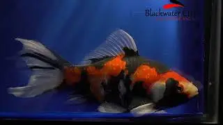 goldenfish011