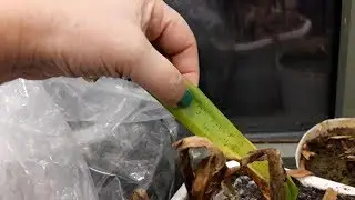 ТРИПСЫ на КОМНАТНЫХ  РАСТЕНИЯХ. Чем опасны и как с ними бороться.