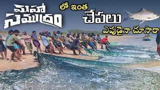 ఒకసారి చుడండి ఎంతా చేపలు ఉన్నాయో 😱😱😱#kothapatnam beach#rajupalem#fishermans❤️
