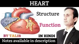 Heart Anatomy And Physiology In hindi | Structure | Function | Circulatory System
