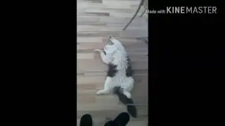 Приколы про котяру #1