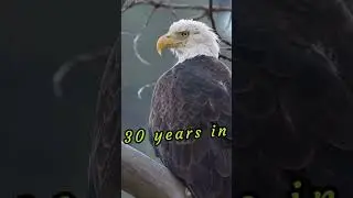 Bald Eagle Facts: Did You Know?