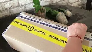 Орхидеи. Обзор двух посылок от Импортфлоры и от Эмилии с Майкопа.
