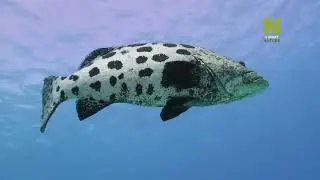 Каких представителей типа Хордовых (Chordata) можно встретить в водах Большого Барьерного рифа ?