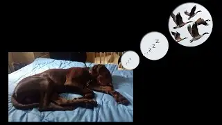 Puppy Xavier - song 22 09 19