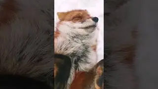 Салон милоты 