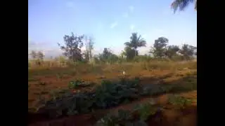Menanam sayur labu