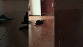 Кот разговаривает )