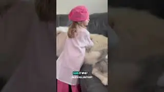She Needs a Little Help #shorts #alaskamalamute #funnyvideo