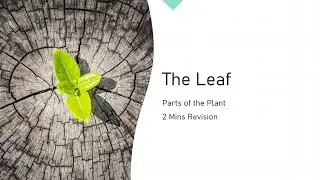 The Leaf - Parts of a Plant | Class 4 | ICSE | Science Olympiad | 2 Minute Revision