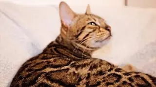 Sensational Movements Within the Belly of 9 Week Pregnant Bengal Cat Sunshine