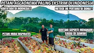 SOSOK PETANI MUDA PENERUS BAPAK GREG HAMBALI‼️