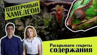 Содержание Пантерового Хамелеона