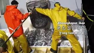 Penangkapan Ikan Sarden yang luar biasa oleh Nelayan Alicante