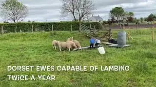 DORSET EWES 1