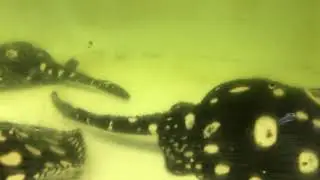 ダイヤモンドポルカ - GalaxyStingray