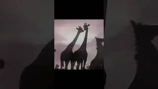 Mufasa | The Lion King Edit | Let It Happen