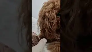 Роберто родился😊