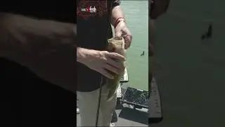 What's The Craziest Thing You Ever Pulled From a Bass's Mouth?? #shorts