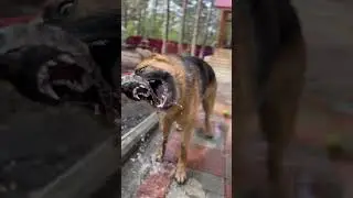 Разница в год