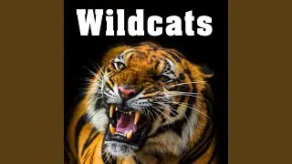 Hungry Tiger Roars