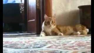 Я ухожу красиво