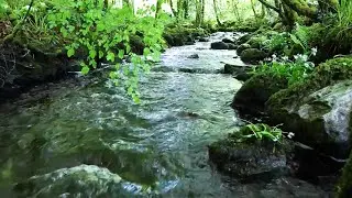 🌿звуки природы: пение птиц, Звуки Леса, для релаксации,звук потока, сна, Медитации, Relax  часов