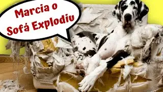 Vídeo de Animais Engraçados ⭐PARA RIR ATÉ AMANHÃ⭐ Gatos Engraçados