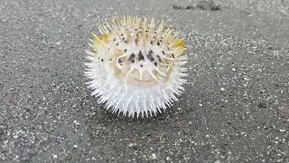 Porcupinefish (Diodontidae), Jamaica