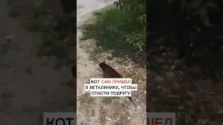 МИЛОТА ДНЯ: Кот сам пришел в ветклинику, чтобы спасти свою подружку