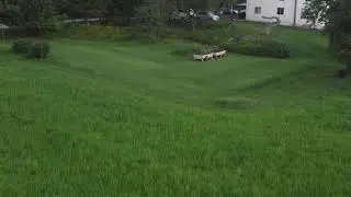 In the Garden
