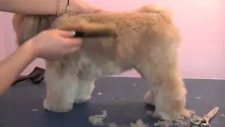 Grooming Guide - Lhasa Apso Pet or Salon Trim - Pro Groomer