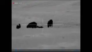 1shot, 1 hog. Pulsar Thermion XM 50