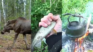Нарезка кадров с рыбалки, фотоловушек и отдыха на природе.
