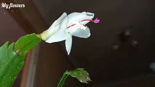 How to Properly Water Your Christmas Cactus All Year Round!