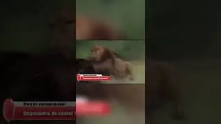 Bear vs. Lion Battle